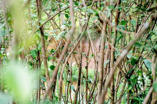 荒野銀針有什么特點，荒野銀針的味道口感咋樣？