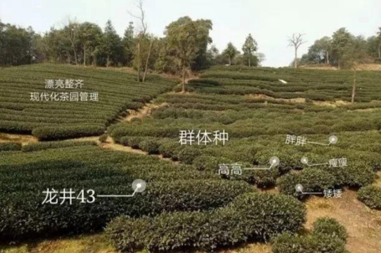 43號(hào)龍井屬于好茶嗎，龍井茶43號(hào)是什么意思？