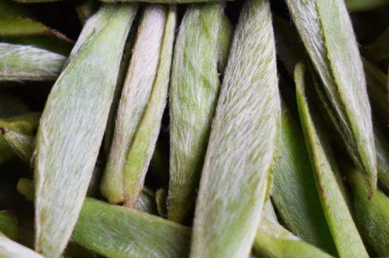 荒野銀針有什么特點，荒野銀針的味道口感咋樣？