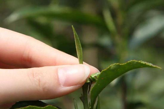 哪種金駿眉好，什么樣的金駿眉比較好