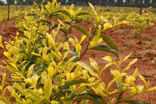 茶中奇葩黃金芽，安吉白茶中黃金芽的特點