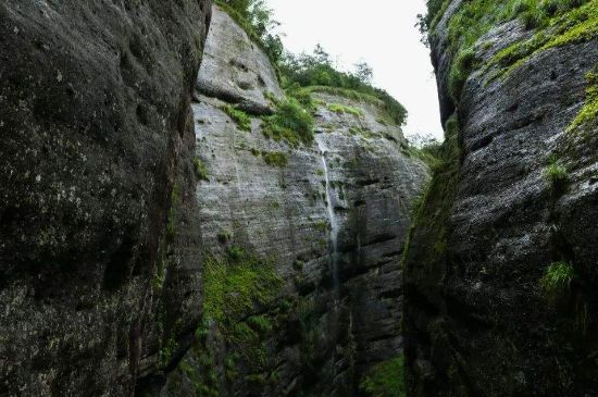 母樹大紅袍給誰喝了，為什么母樹大紅袍叫三棵六株？