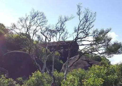 宋種一號價(jià)值為什么高，鳳凰單樅宋種1號價(jià)格與產(chǎn)量多少？