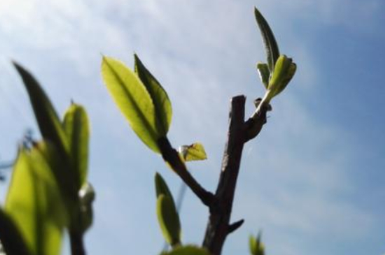 潮安鳳凰單叢十大名樅是什么，烏崠十大古樹名香品種介紹