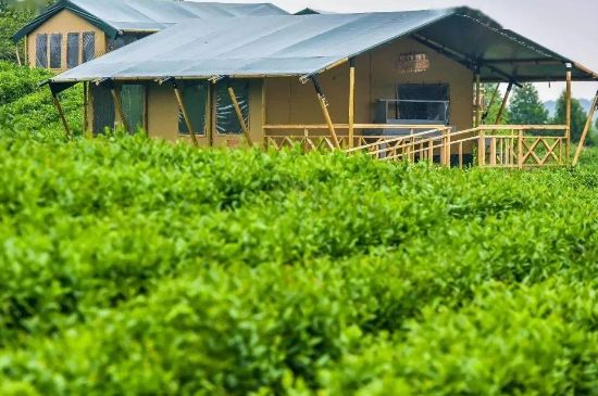 金壇雀舌算不算好茶，金壇雀舌屬于什么檔次茶葉？