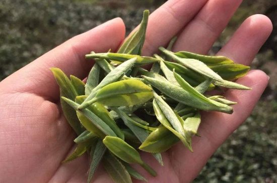 福建什么茶葉最出名，福建名茶有哪些？