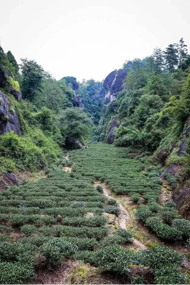 武夷山為什么盛產(chǎn)茶葉，武夷山茶為什么好喝？