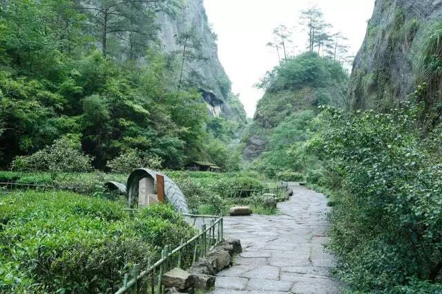 武夷山為什么盛產(chǎn)茶葉，武夷山茶為什么好喝？