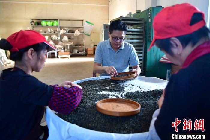 圖為張元豪在生產(chǎn)車間內(nèi)與工人一起查看茶葉品質(zhì)?！埍?攝