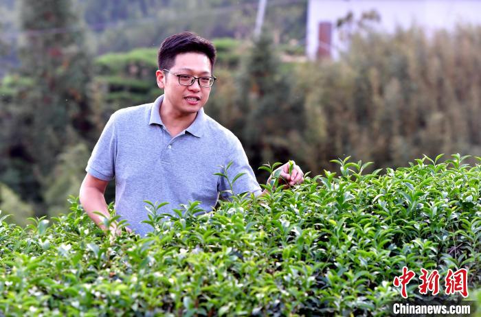 “臺二代”張元豪福建深山種茶十年：“來了，就對了”